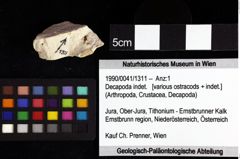 Foto (Objket + Etiketten) von Decapoda indet. 